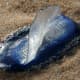 Velella (Velella velella) is a free-floating hydrozoa that lives on the surface of the ocean.  They aren't poisonous to the touch and they don't sting, but scientists say they carry a neurotoxin, so it's best to avoid them.  