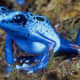 This is the blue poison dart frog (Dendrobates azureus) - commonly found in rainforests in the southern part of Suriname.