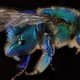 This is the blue sweat bee (Augochloropsis Sumptuosa).
