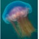 This is a blue jellyfish (Cyanea lamarckii) photographed out in open waters. Young specimens have no color, but they take on color as they mature.