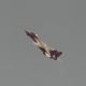An F-14 duirng a flight demonstration
