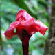 Red Tulip Ginger - Used in Flower Arranging