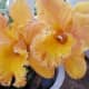 hawaiiflowers