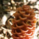 Pine Cone Ginger -  Used in Both Lei Making and Flower Arranging