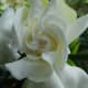 White Gardenia Bud in Bloom 