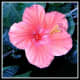 hawaiiflowers