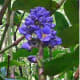 Blue Hawaiian Ginger Flower Plant