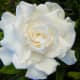 Double Common Gardenia in Full Bloom