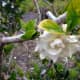 Common Double Gardenia