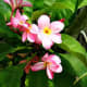 hawaiiflowers