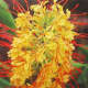 Hawaiian Kahili Ginger Plant
