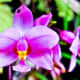 Wild Orchids On Na Pali Trail, Kauai