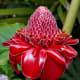 Red Torch Ginger -  Used in Flower Arranging