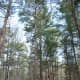 Looking down the "Lost 40" trail toward the Minnesota Champion Red Pine.