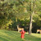 Whitetail Deer brazenly browse on the edge of town.