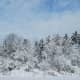 frosty trees