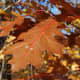 Oak add an interesting layer of color.