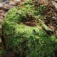 Soft green moss helps temper some of the fiery colors of fall.