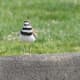 Shy's mate