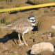 George Killdeer III