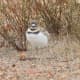 Smudge, a month old killdeer chick.