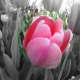 I wanted to highlight the vibrant pink color of the tulip, hence I made the rest of the frame B &amp; W