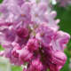 Lilac buds ready to bloom after a Spring shower
