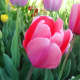 A beautiful pink tulip in bloom