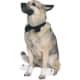 Tuxedo Dog Collar - Dress Your Pooch in Style - Perfect for Weddings