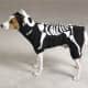 Casual Canine Glow Bones Costume Xlg