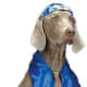 Pet Shalom Dog Halloween Costume For Large Dogs