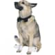 big-dog-costumes