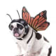Animal Planet Monarch Butterfly Dog Halloween Costume with Wings & Antennae Headpiece Medium