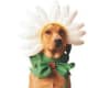 Pet Daisy Dog Halloween Costume For Large Dogs