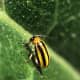 Striped cucumber beetles will destroy your watermelon patch given the chance.
