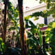 View of Edison home through the tropical foliage