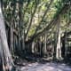Banyan tree in front of the Edison Museum in Fort Myers, Florida