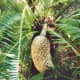 A cycad plant