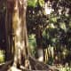 Moreton Bay Fig Tree at Edison home in Florida