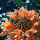 The circular clusters of spathodea flowers