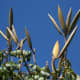 spathodea fruits