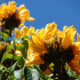 yellow colored spathodea flowers