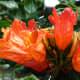 orange colored spathodea flowers