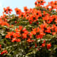 flame-of-the-forest-spathodea-african-tulip-tree
