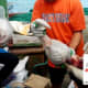 Thousand of pangolins are killed for their meat and scales for the Chinese market every month!