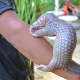 a-rescued-baby-pangolin-or-palawan-scaly-anteater