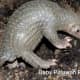 One adult pangolin can eat millions of ants and termites per year. They mulch and till the hard ground as they forage.