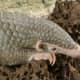 a-rescued-baby-pangolin-or-palawan-scaly-anteater