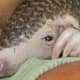 This baby pangolin needed comforting when it arrived. It missed the touch of it's mother.