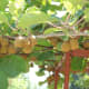 Maturing kiwi fruits